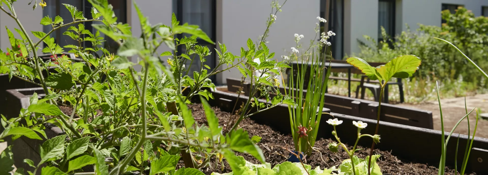 Photo du jardin potager de du Centre Hospitalier de Crozon