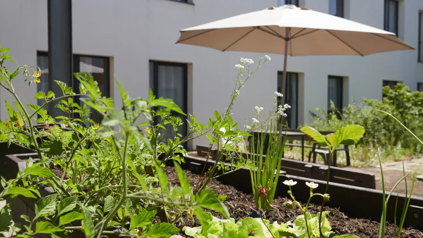 jardin aromatiques de l'hôpital de crozon